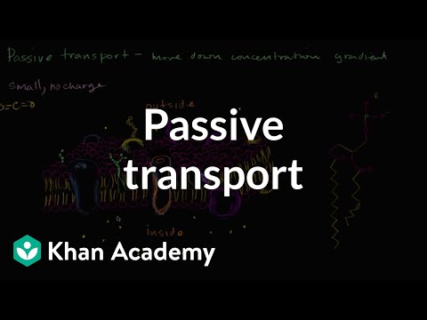 Videó: A könnyített diffúziós passzív transzport?