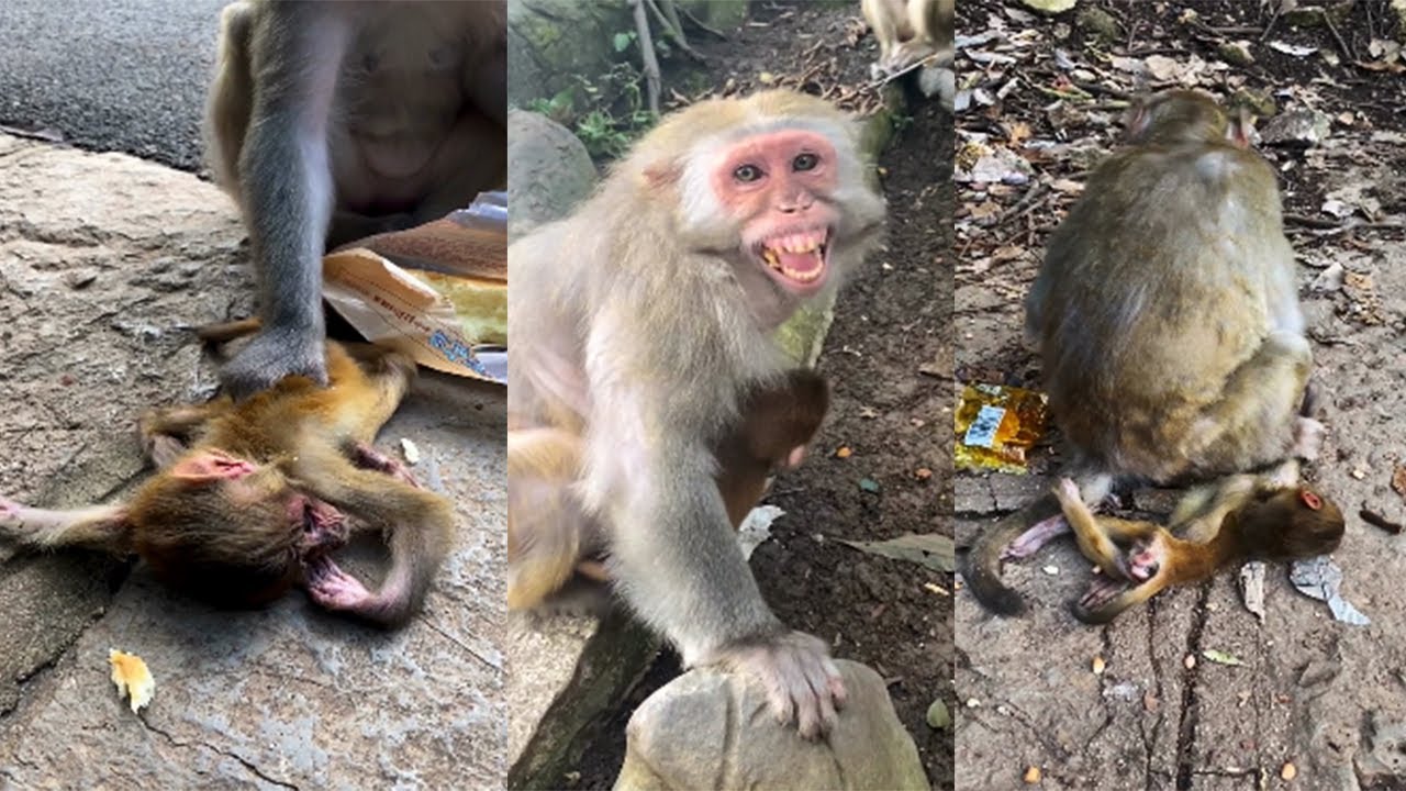 MOTHER MONKEY SCREAMING HUNGRY | POOR BABY MONKEY GO AWAY | MONKEY TECHNIQUE