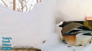 Snowy Day! Eurasian Jay's Fluffy Tail Stole the Show... 😆 by しめさん Shimesan 3,251 views 2 months ago 4 minutes, 57 seconds