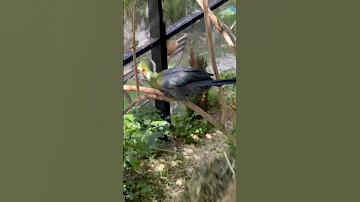 White Cheeked Turaco | Aviary Birds