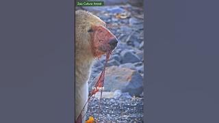 Polar Bears Don't Bluff: Why Lying Down Could Be Fatal!