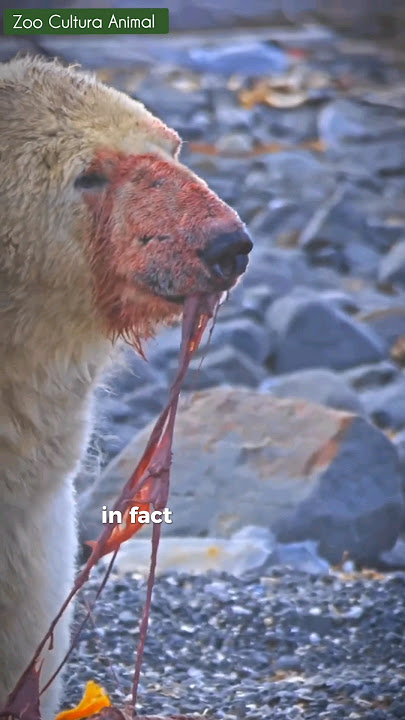 Polar Bears Don't Bluff: Why Lying Down Could Be Fatal!