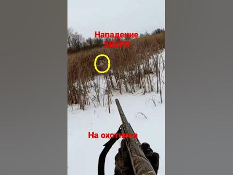Не ожидал такого!!! #охота #охотник #hunting - YouTube