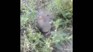Милые животные. Мышь и кот. Веселое видео. Смешное видео. Полевая мышь Милые животные. Мышь и кот. Веселое видео. Смешное видео. Полевая мышь