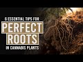 6 ESSENTIAL tips for Perfect Cannabis Roots!
