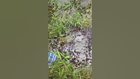 Ốc bưu vàng thả ao nuôi cá bống tượng giúp nguồn thức ăn cho cá dồi dào mau lớn #kpop #dance