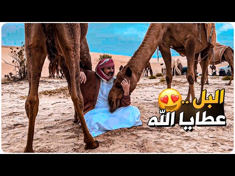 جلسة في البر عند الابل