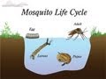 Mosquito Life Cycle and Control