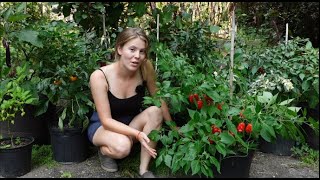 How to Grow Chili Peppers and Make Homegrown Hot Sauce!