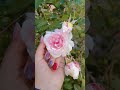 Drop a like guys😄Show some love 🙏#like #comment #likeandsubscribe #naturelovers #beautiful #wow