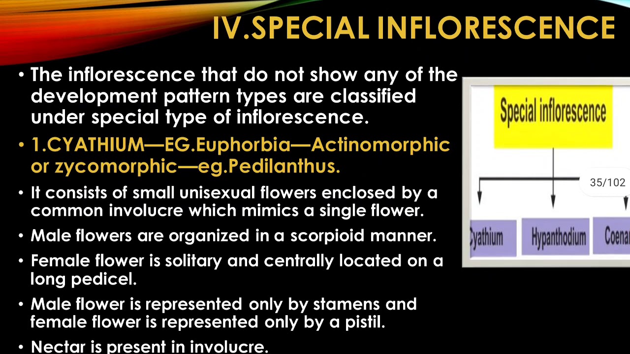 Special type of inflorescence - YouTube