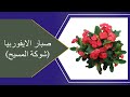 صبار الايفوربيا شوكة المسيح او تاج الشوك Euphorbia Milii وكيفيه العنايه به صبار الايفوربيا شوكة المسيح او تاج الشوك Euphorbia Milii وكيفيه العنايه به
