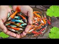 Catching Ornamental Guppy Fish In Tiny Pond, Goldfish, Ranchu Fish, Koi Fish, Glofish, Fish Video