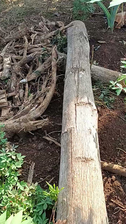 suasana dikebun
