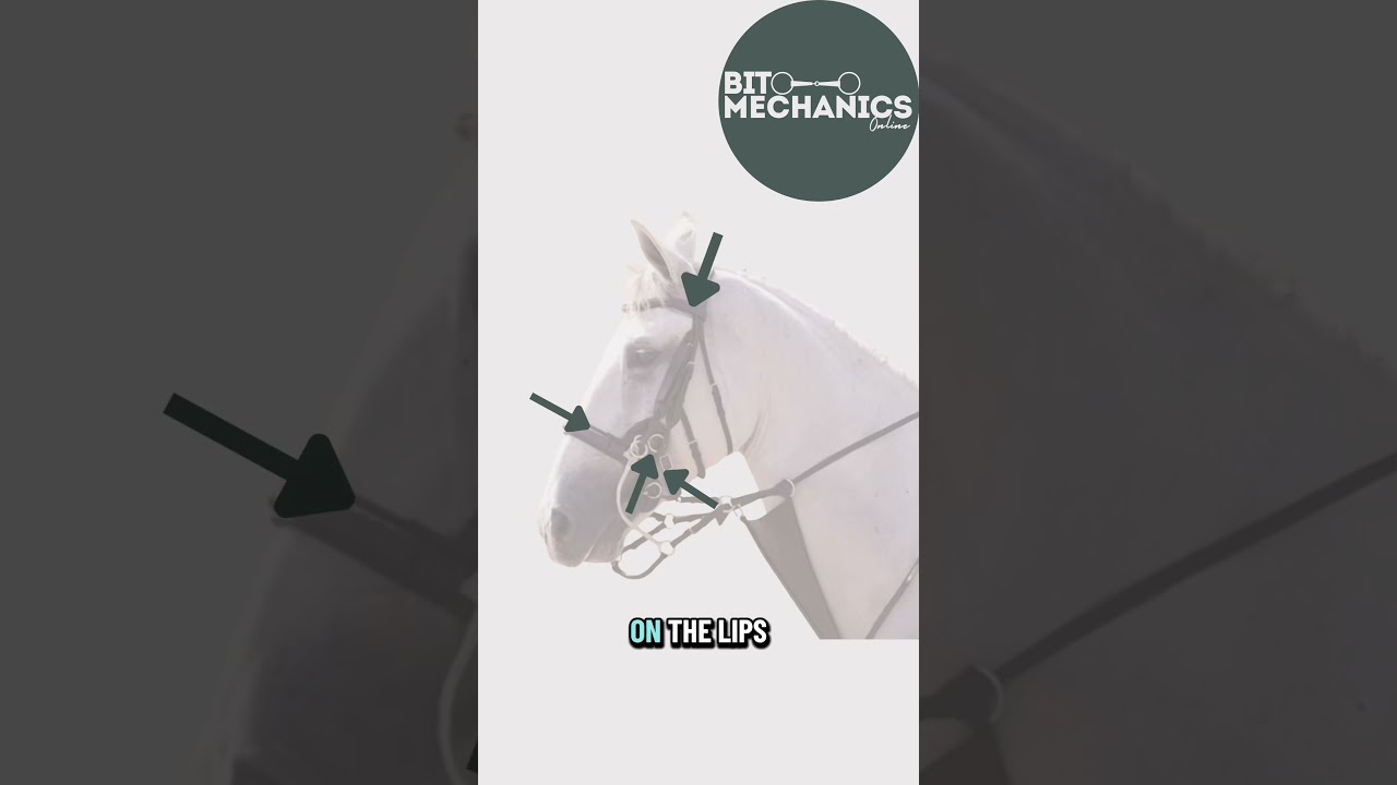 Bit Mechanics Tack Breakdown 🧐 