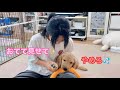 生後4ヶ月なのに、まるで熊のようにデカい手なので我が家の愛犬たちと比べた結果【ゴールデンレトリバーとミニチュアダックスフンド】