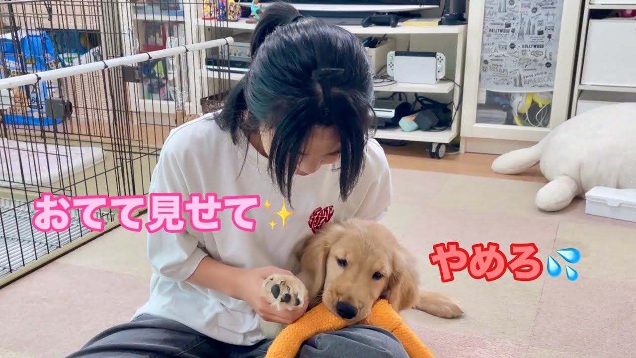 生後4ヶ月なのに、まるで熊のようにデカい手なので我が家の愛犬たちと比べた結果【ゴールデンレトリバーとミニチュアダックスフンド】