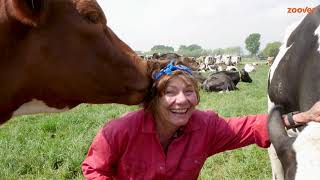 Met Koeien Knuffelen Hier Doe Je Dat Zoover