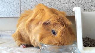 Guinea Pig Drinking Water Guía