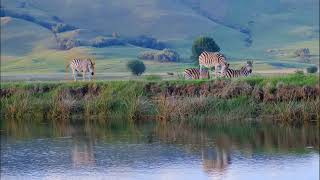 Wildlife surveying/ Animal detection using deep learning Information