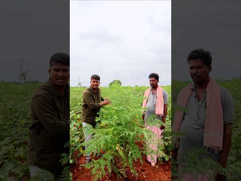 మునగ+పత్తి సాగు | Moringa+Cotton Farming #shorts