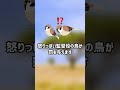 シャカイハタオリ ショートver 【ぴえん過ぎる生き物】
