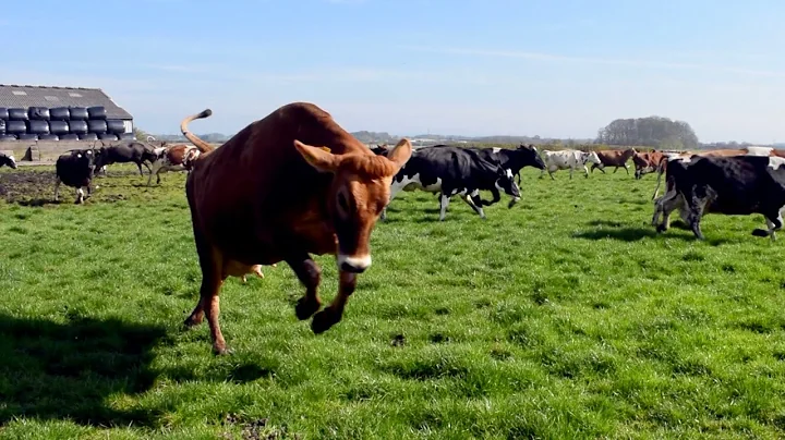 Do cows enjoy running? (2023)
