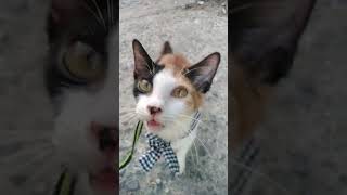 12381st Outdoor Walk of Pound  male calico  9th PreciousFurBaby  born @ home#walkthrough