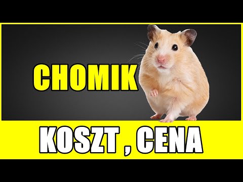 Wideo: Ile Kosztuje Chomik?