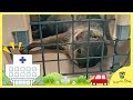カワウソのビンゴ健康診断のため病院へ行く(日本語字幕)Otter Bingo went to the vet for medical check-up