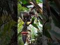 Ref:jQQsL9A48Xw The beautiful woodpecker plucked a banana bunch #woodpecker #banana