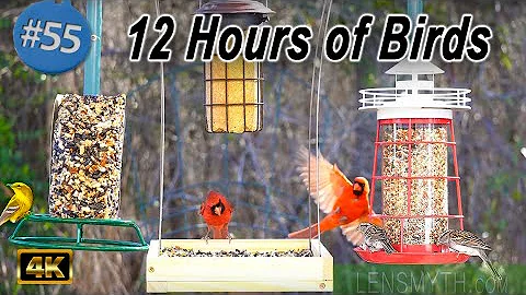 Bird Feeder for 12 Hours to Calm Cats w/ Birds Chirping & Sounds | Cat TV No Ads Interrupting