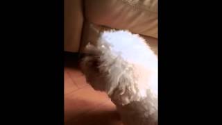 Reverse sneezing in dogs - a demonstration by Daisy the Bichon Frise by Pete the Vet 17,993 views 9 years ago 43 seconds