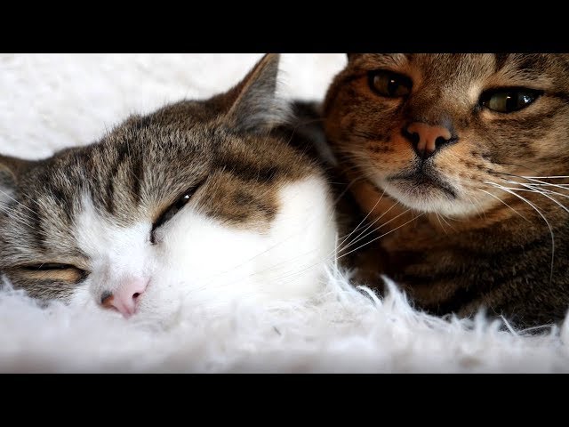 添い寝なねこ３。- Maru&Hana sleep together 3.-