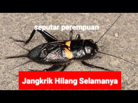 Video: Bagaimana untuk menghilangkan jangkrik di rumah?