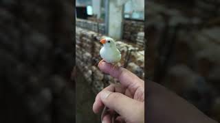 White Zebra Finch 20230809 by Nissan Tseng 1,073 views 9 months ago 2 minutes, 53 seconds