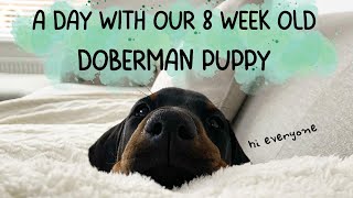 A day with our 8 week old Doberman puppy!