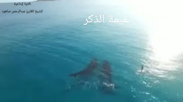 القارئ عبد الرحمن صاهود