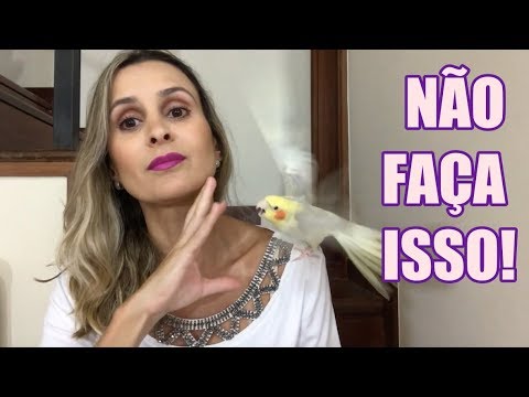 Vídeo: 5 coisas que você não sabe sobre calopsitas