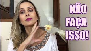 5 COISAS QUE VOCÊ NÃO DEVE FAZER COM A SUA CALOPSITA