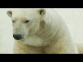 Susan Crockford: No climate emergency for polar bears ...