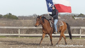 Newt - carrying the flag 2! - ValleyViewRanch.net