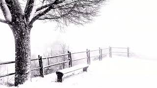 Free No Copyright Full HD Winter Snow Storm Sleet Tree Bench Fence Background Screensaver White Out screenshot 5