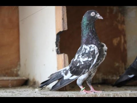 Rampuri kabootar Breeder Pair - YouTube