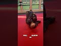 Closed Guard Sweep:  Flower Sweep #shorts