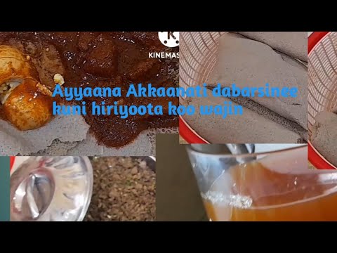 Haara Maadami Tiya Na Gamaachise Kotaa Laala Bara Haara Akkaanati Nu Kabaajee