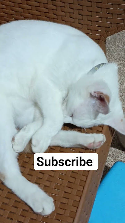 Nakal betol #cat #kucinglucu #kucing #kucinggemoy #pets #catvideos #cats #tilesgop #cute #kitten