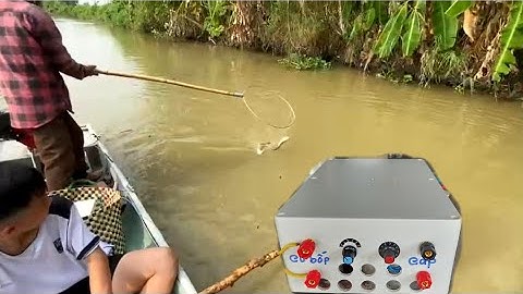 Con kênh dính cá trê vàng to Khủng xiệt cá lạnh 60b kích da trơn