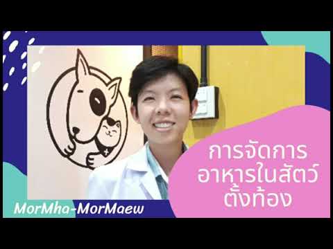 วีดีโอ: การดูแลแมวตั้งท้อง - สัตวแพทย์รายวัน