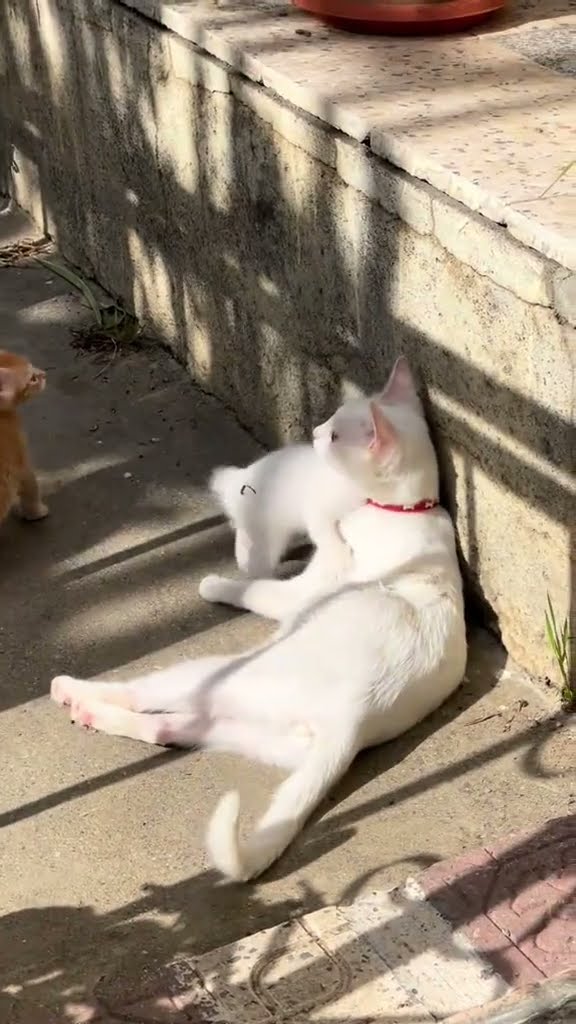 bébé chaton très mignon ♥️ ♥️ ♥️ ♥️ ♥️ ♥️